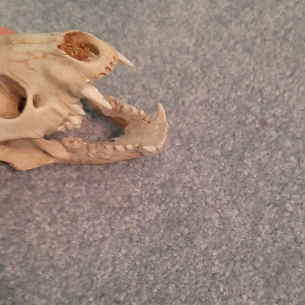 Cat Skull - Picture 2 of 2